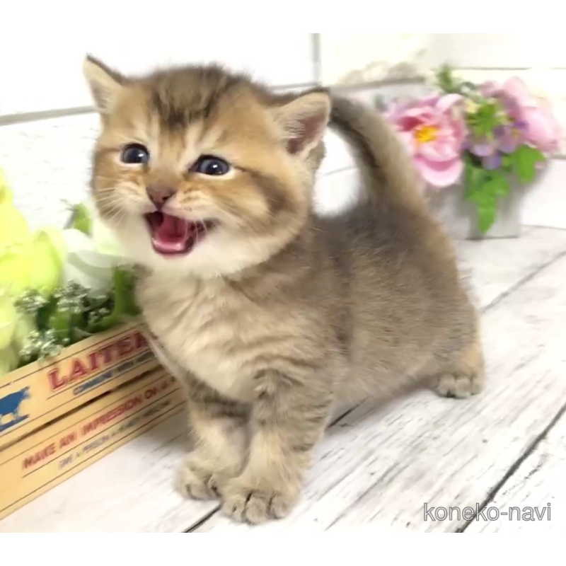 販売中の埼玉県のブリティッシュショートヘア-122075の3枚目